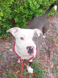 Shelter Stray Male Dog last seen Near BLOCK NW 70 TER, PLANTATION FL 33317, Davie, FL 33312
