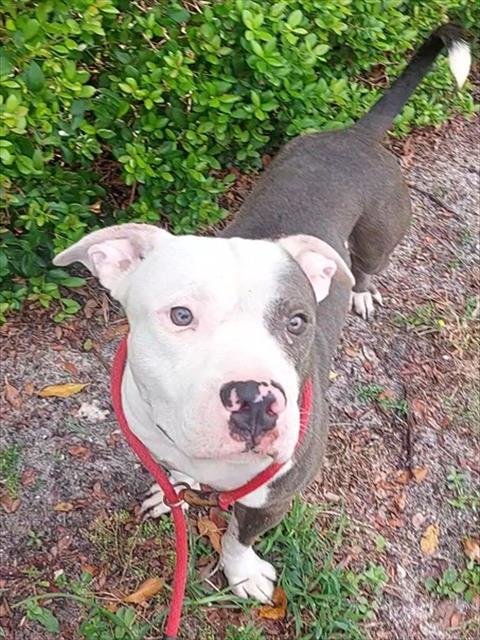 Shelter Stray Male Dog last seen Near BLOCK NW 70 TER, PLANTATION FL 33317, Davie, FL 33312