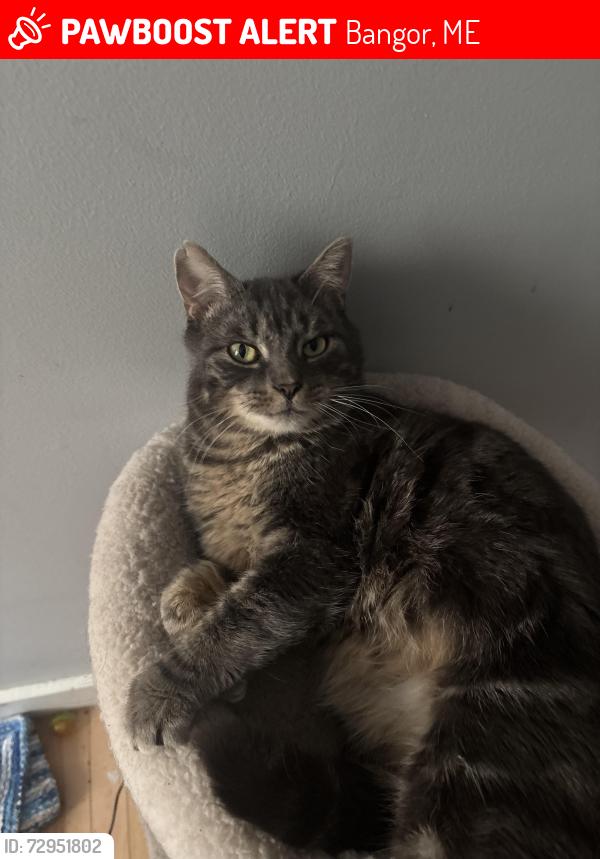 Lost Male Cat last seen Chruch on high st, Bangor, ME 04412