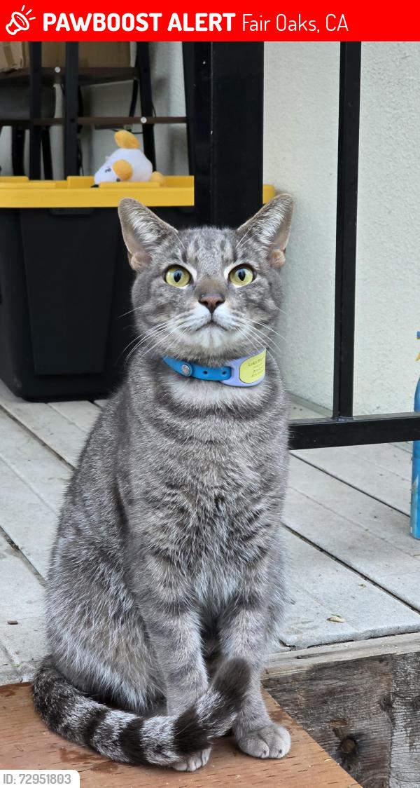 Lost Male Cat last seen In our backyard at Buena Vista Ave , Fair Oaks, CA 95628