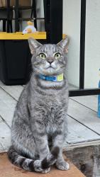 Lost Male Cat last seen In our backyard at Buena Vista Ave , Fair Oaks, CA 95628