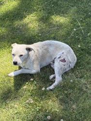 Shelter Stray Male Dog last seen Near BLOCK W MCKINLEY AVE, FRESNO CA 93728 1032, Fresno, CA 93727
