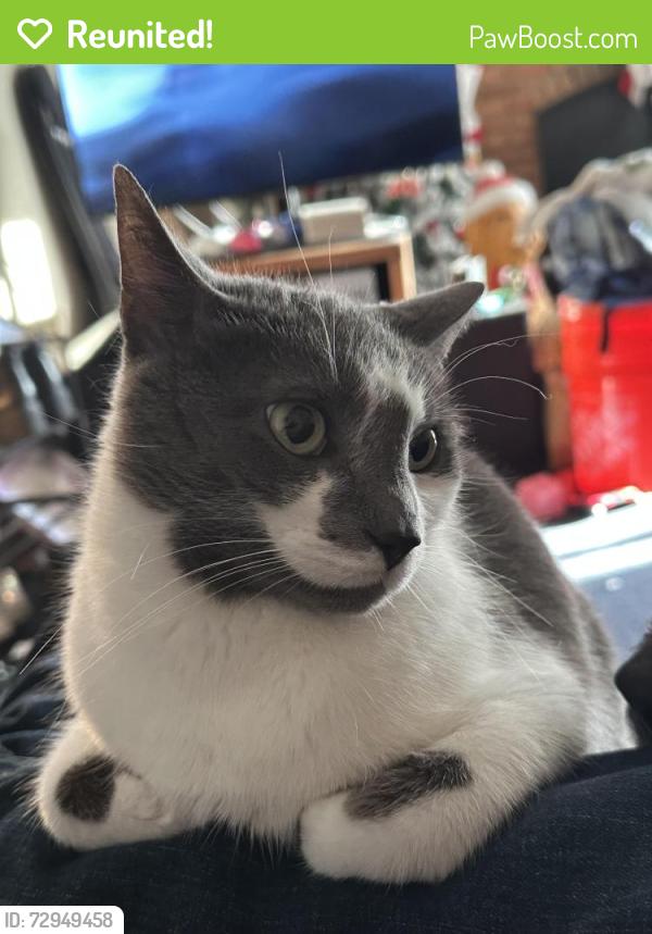 Reunited Female Cat last seen Talmadge and Ariel, behind Michael’s, Toledo, OH 43623