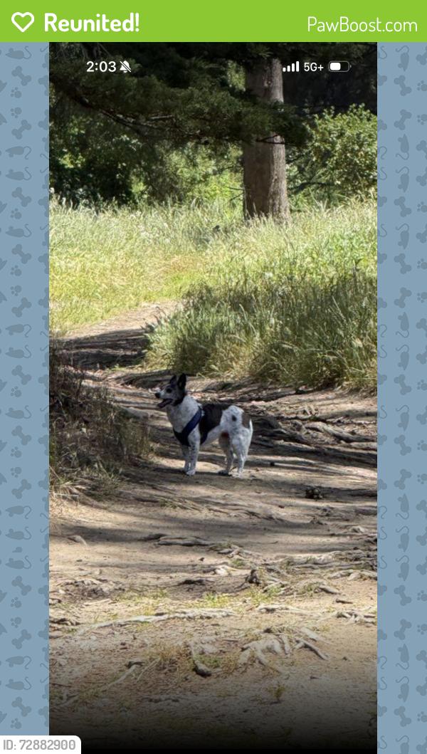 Reunited Unknown Dog last seen 31st and Judah , San Francisco, CA 94122