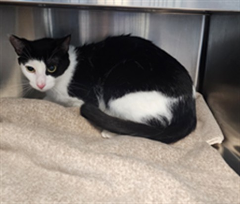 Shelter Stray Male Cat last seen , Los Angeles, CA 90025
