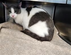 Shelter Stray Male Cat last seen , Los Angeles, CA 90025
