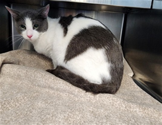 Shelter Stray Male Cat last seen , Los Angeles, CA 90025