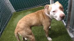 Shelter Stray Male Dog last seen , Downey, CA 90242