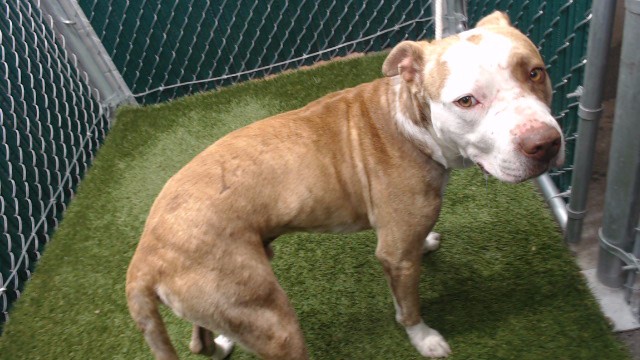 Shelter Stray Male Dog last seen , Downey, CA 90242