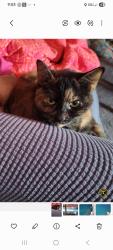Lost Female Cat last seen Hogan drive, Sacramento, CA 95822