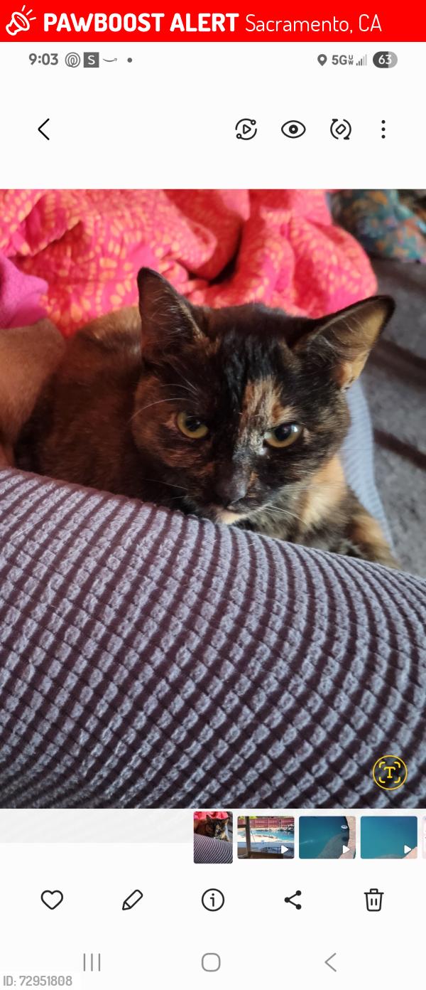 Lost Female Cat last seen Hogan drive, Sacramento, CA 95822