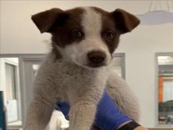 Shelter Stray Male Dog last seen , Los Angeles, CA 91405