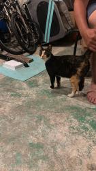 Found/Stray Female Cat last seen Mcgillivray place, Winnipeg, MB R3T