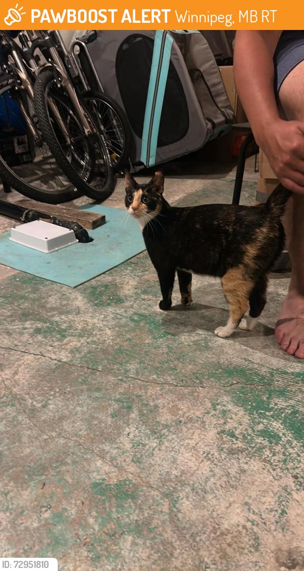 Found/Stray Female Cat last seen Mcgillivray place, Winnipeg, MB R3T