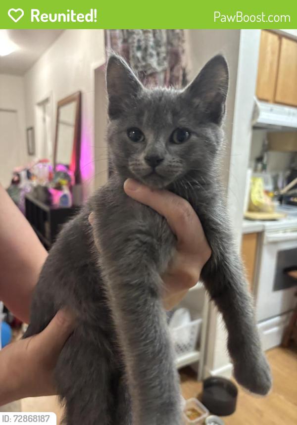 Reunited Male Cat last seen Clackamas Mall , Happy Valley, OR 97086