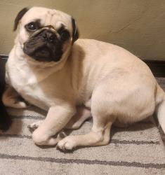 Reunited Male Dog last seen Near mcclain dr Decatur Illinois , Decatur, IL 62523