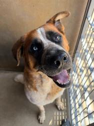 Shelter Stray Female Dog last seen E J AND PASEO RANCHERO, Chula Vista, CA 91911