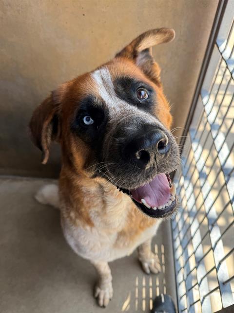 Shelter Stray Female Dog last seen E J AND PASEO RANCHERO, Chula Vista, CA 91911