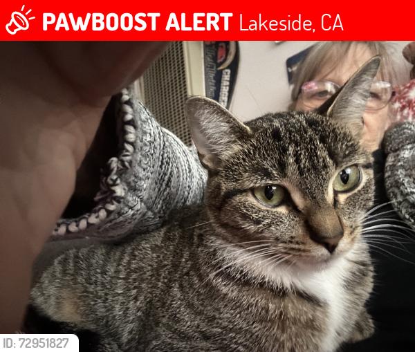 Lost Female Cat last seen Hargett and Lenoir streets, Lakeside, CA 92040