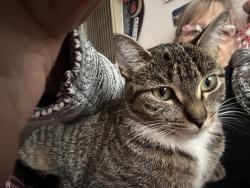 Lost Female Cat last seen Hargett and Lenoir streets, Lakeside, CA 92040