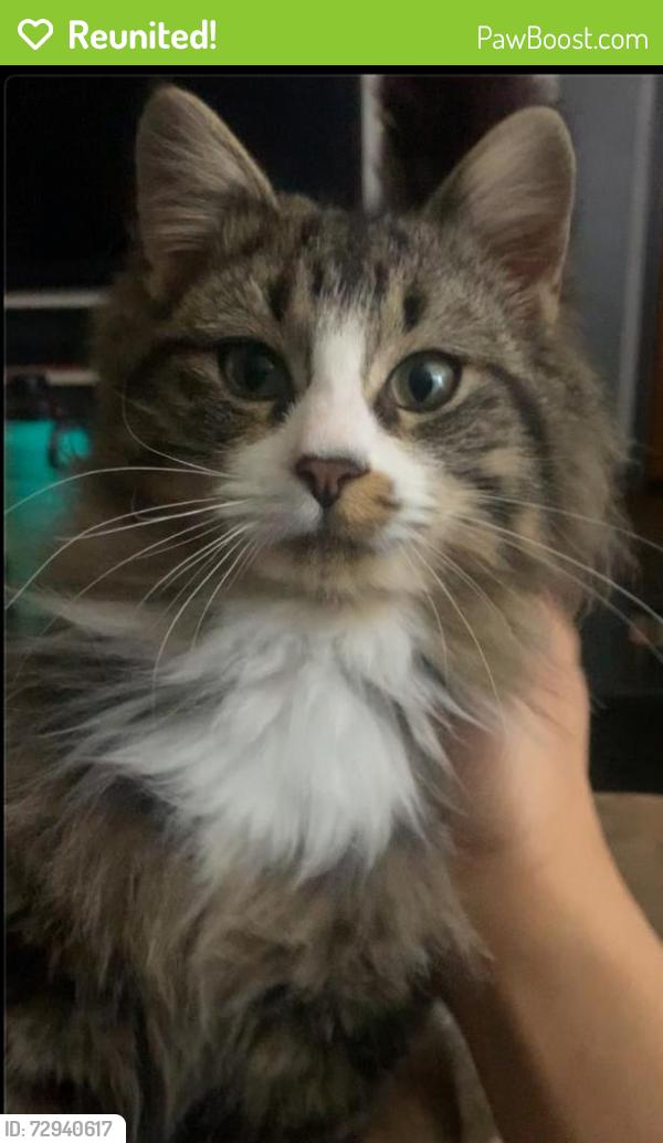 Reunited Male Cat last seen Allan St. and Wilson St., Adrian, MI 49221