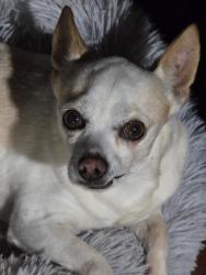 Reunited Male Dog last seen Near frye rd, Alexandria, VA 22309