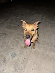 Reunited Male Dog last seen South Mcbride, Verona , East Los Angeles, CA 90022