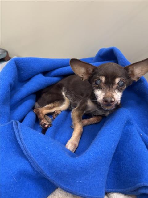 Shelter Stray Female Dog last seen GADING, Hayward, CA 94544