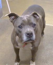 Shelter Stray Male Dog last seen MARTIN LUTHER KING JR BLVD/44TH AVE, 95824, Sacramento, CA 95827