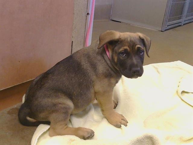 Shelter Stray Male Dog last seen STOCKTON BLVD/FLORIN RD, 95823, Sacramento, CA 95827