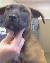 Shelter Stray Female Dog last seen STOCKTON BLVD/FLORIN RD, 95823, Sacramento, CA 95827