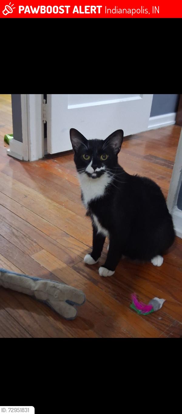 Lost Male Cat last seen West 11th  st , Indianapolis, IN 46222