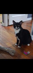 Lost Male Cat last seen West 11th  st , Indianapolis, IN 46222