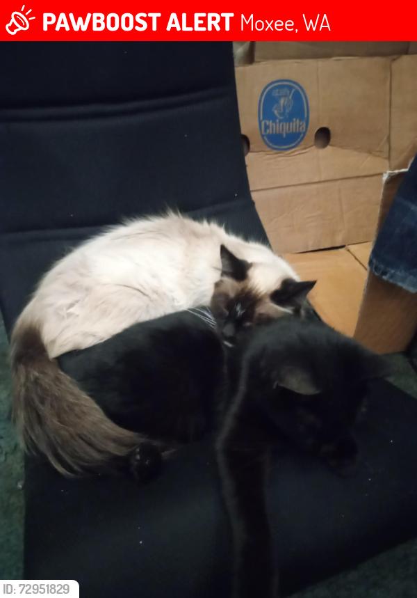 Lost Female Cat last seen Schut and Postma, Moxee, WA 98936