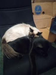 Lost Female Cat last seen Schut and Postma, Moxee, WA 98936