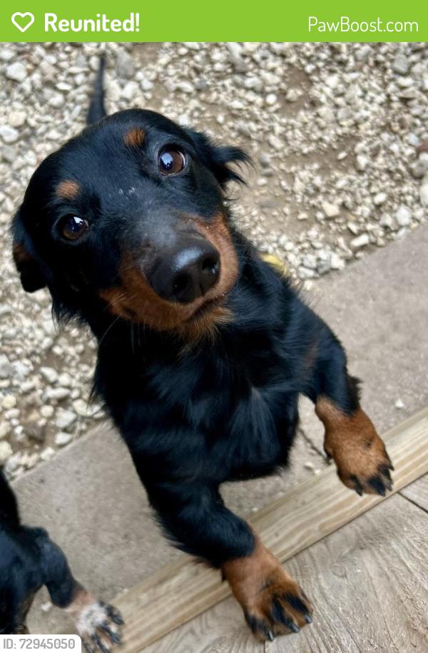 Reunited Male Dog last seen Babcock And Huebner Rd, San Antonio, TX 78240