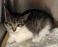 Shelter Stray Female Cat last seen , Los Angeles, CA 90031