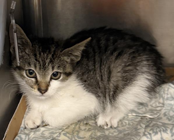 Shelter Stray Female Cat last seen , Los Angeles, CA 90031