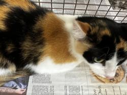 Shelter Stray Female Cat last seen , Los Angeles, CA 90031
