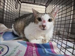 Shelter Stray Female Cat last seen , Los Angeles, CA 90031