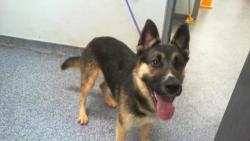 Shelter Stray Male Dog last seen CHARLOTTE, Charlotte, NC 28217