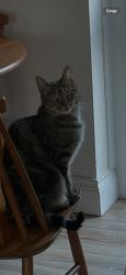 Reunited Female Cat last seen Clarence Doad, Sutton, Greater London, England SM1