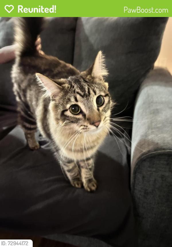 Reunited Unknown Cat last seen Briana Marie Way/Poplin Glenn, Indian Trail, NC 28079