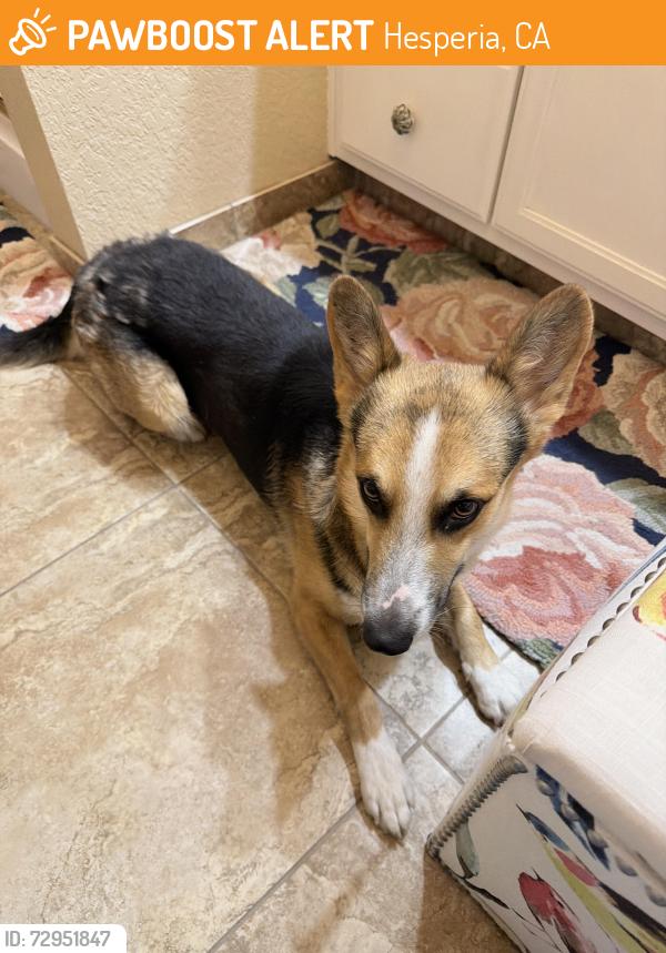 Found/Stray Male Dog last seen E ave Hesperia, Hesperia, CA 92344