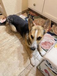 Found/Stray Male Dog last seen E ave Hesperia, Hesperia, CA 92344