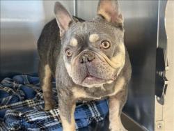 Shelter Stray Female Dog last seen , San Pedro, CA 90731