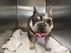 Shelter Stray Female Dog last seen , San Pedro, CA 90731