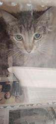 Shelter Stray Female Cat last seen , San Pedro, CA 90731
