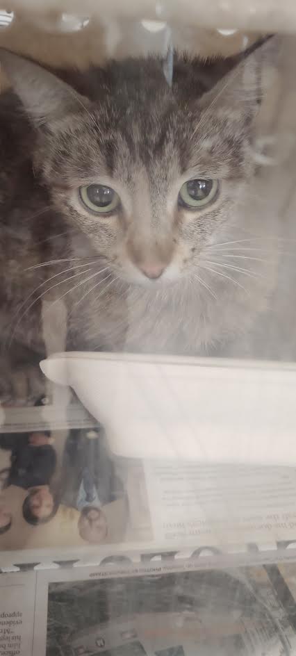 Shelter Stray Female Cat last seen , San Pedro, CA 90731