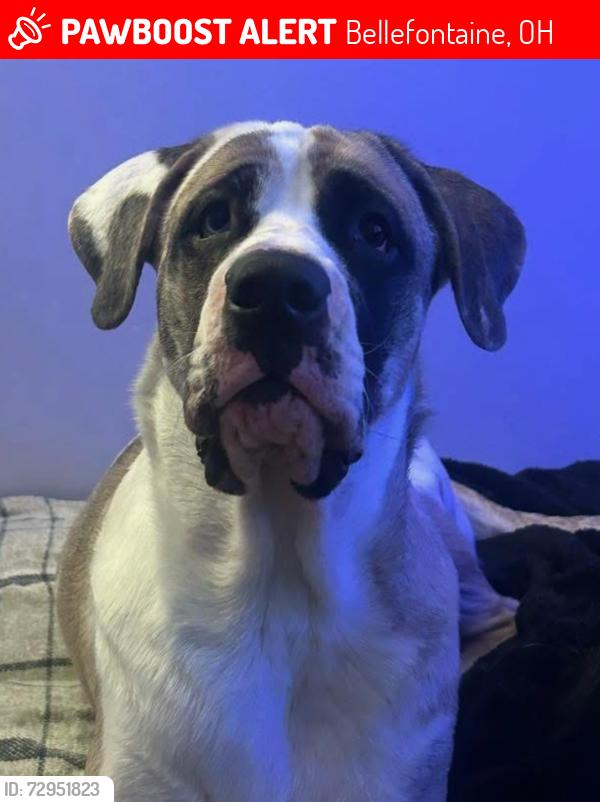 Lost Female Dog last seen Between Sites(business) on Co Rd 130 and Harrison Rd near Huntsville, Bellefontaine, OH 43311